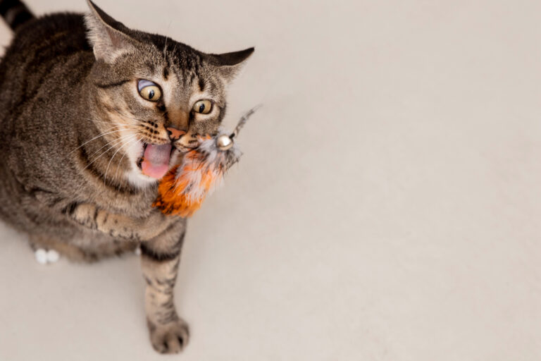 Best Cat Toys for Indoor Cats