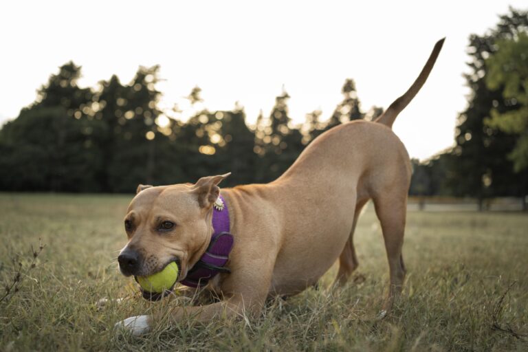 Best Dog Toys for Aggressive Chewers