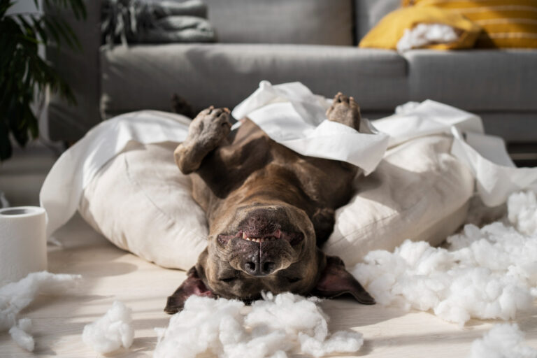Best Dog Beds for Big Dogs