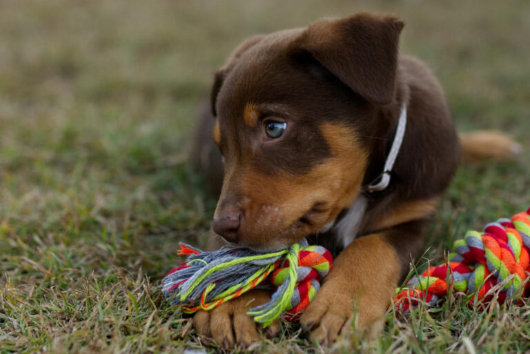 Best Dog Toys for Puppies